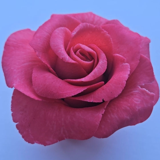 Coralie flower chocolate Sculpture