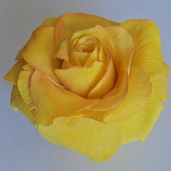 Yellow flower chocolate Sculpture